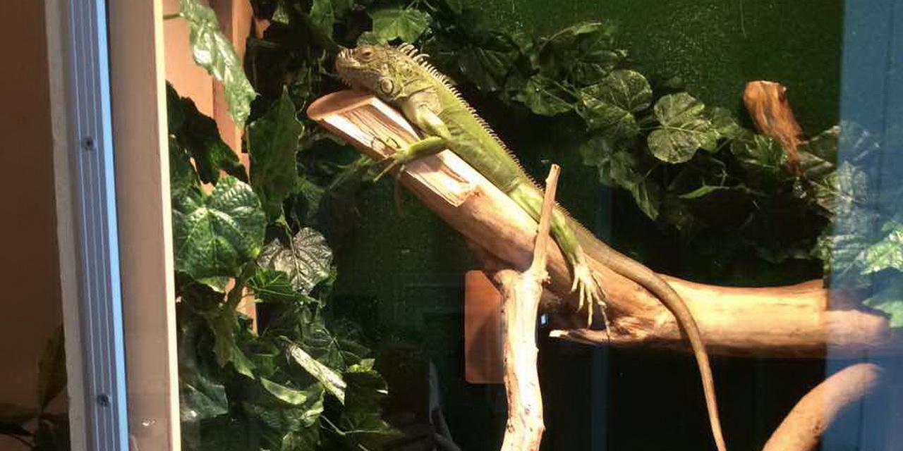 Интерактивная выставка "ZOOTERRA"