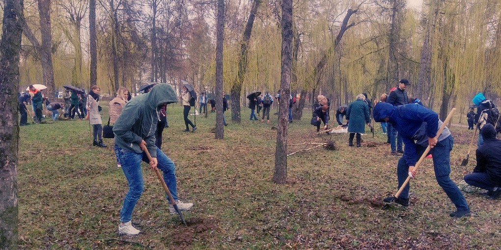 Посадка аллеи деревьев
