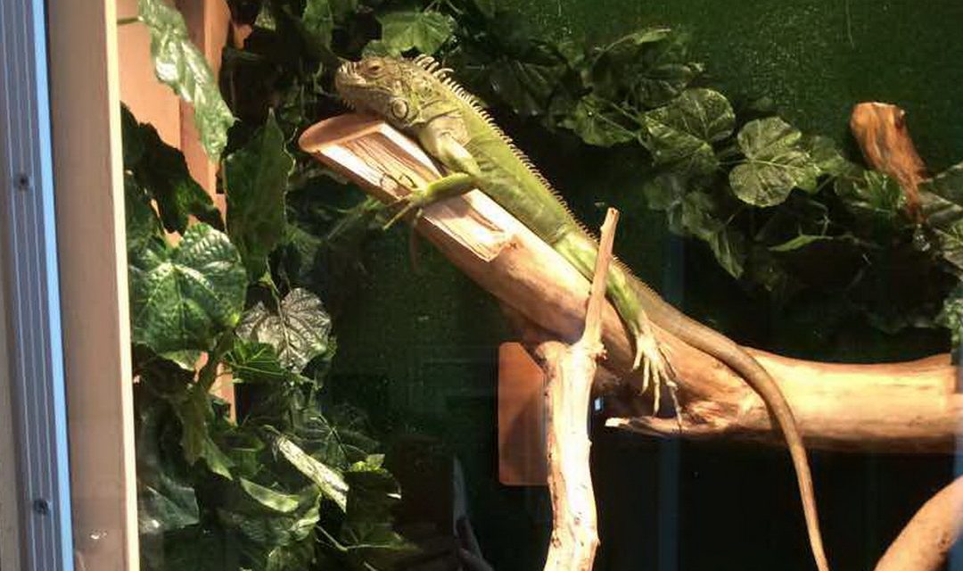 Интерактивная выставка «ZOOTERRA»